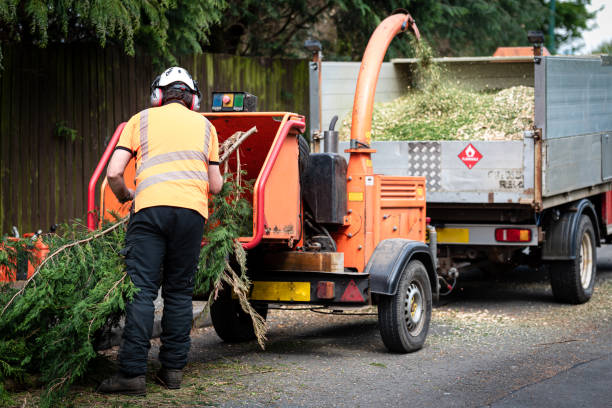 Best Tree Maintenance Programs  in Stromsburg, NE