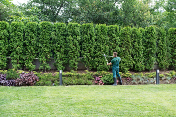 Best Tree Trimming and Pruning  in Stromsburg, NE