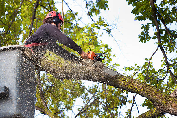 Best Lawn Pest Prevention  in Stromsburg, NE